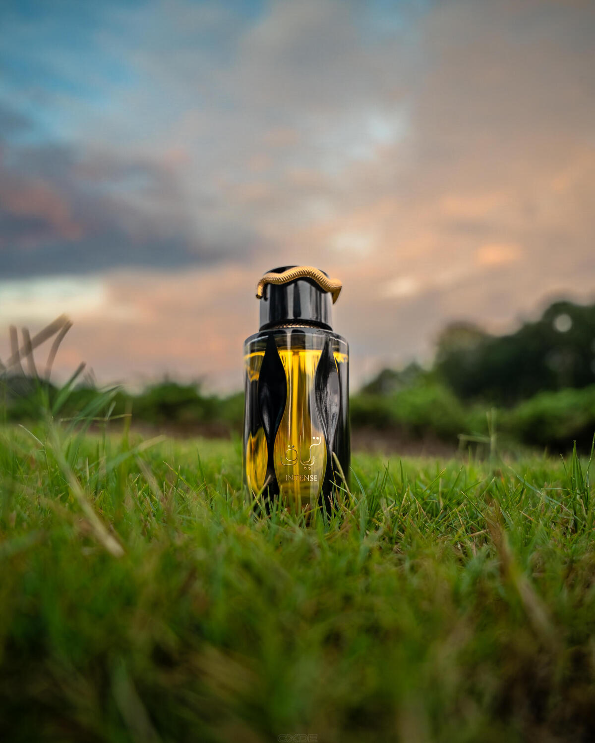 عطر ادکلن تریاک اینتنس لتافا پرفیومز - Teriaq Intense Lattafa Perfumes - بررسی، قیمت و خرید