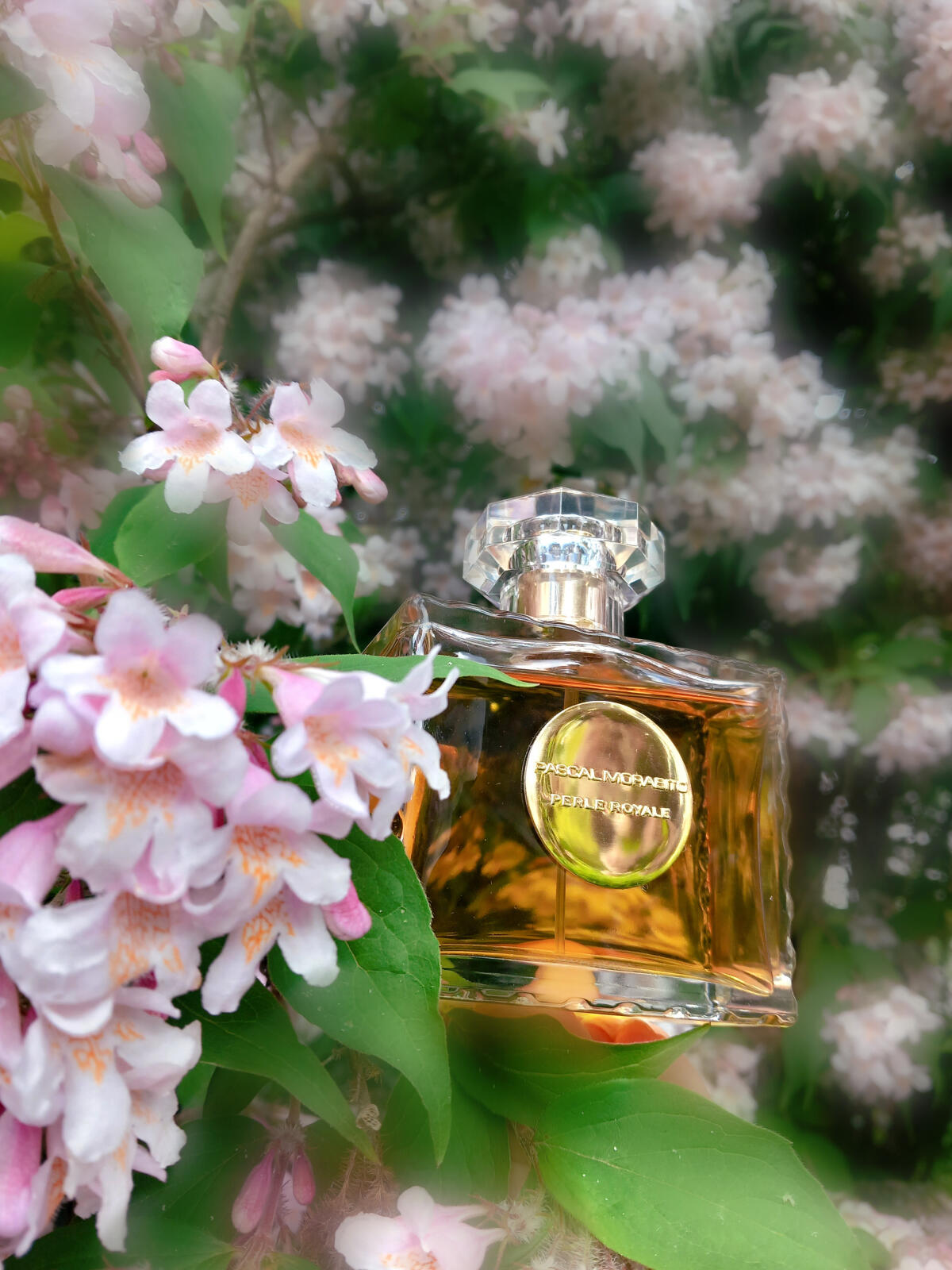 عطر ادکلن پرل رویال پاسکال مورابیتو - Perle Royale Pascal Morabito - بررسی، قیمت و خرید