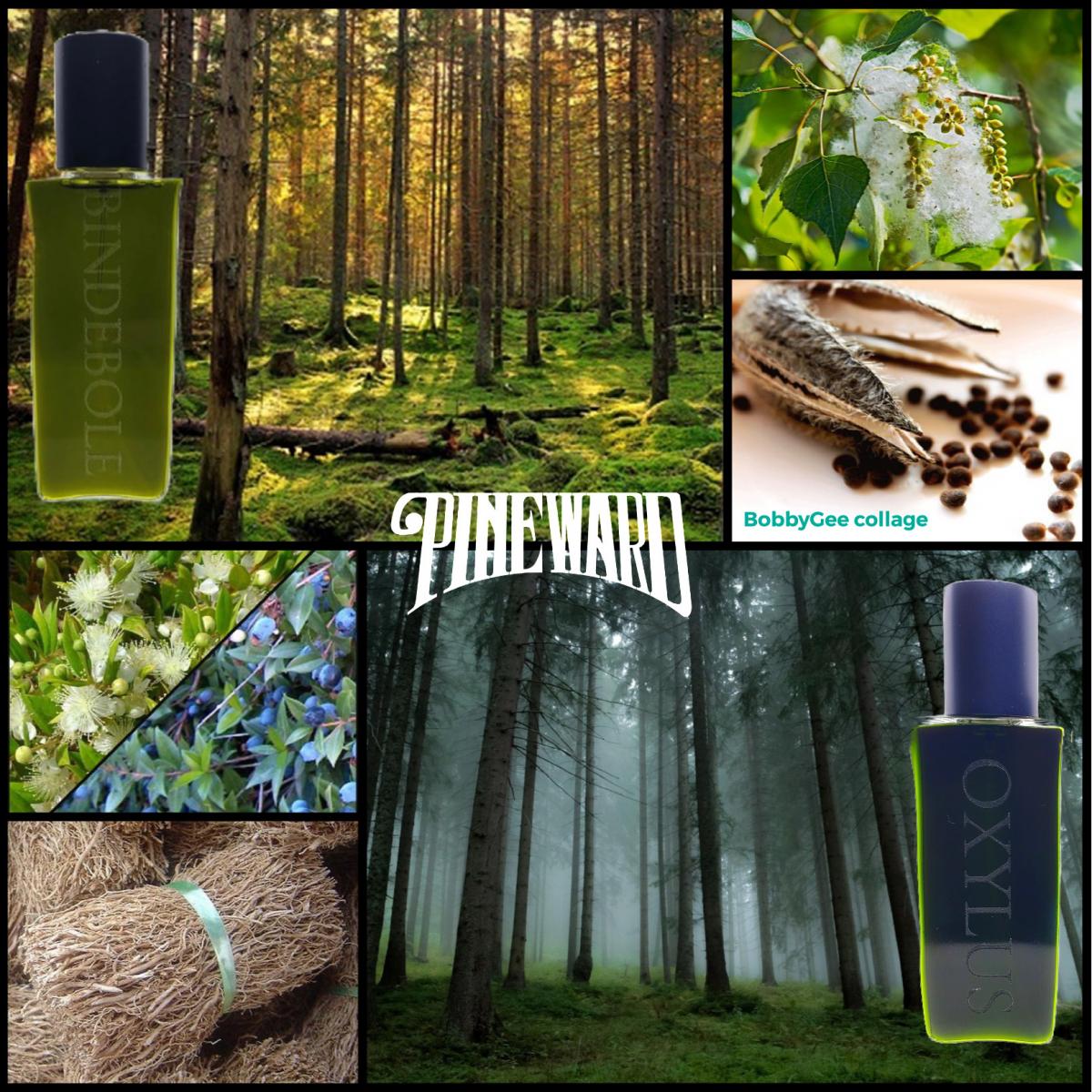عطر ادکلن بایندبول پاین‌وارد پرفیومز - Bindebole Pineward Perfumes - بررسی، قیمت و خرید