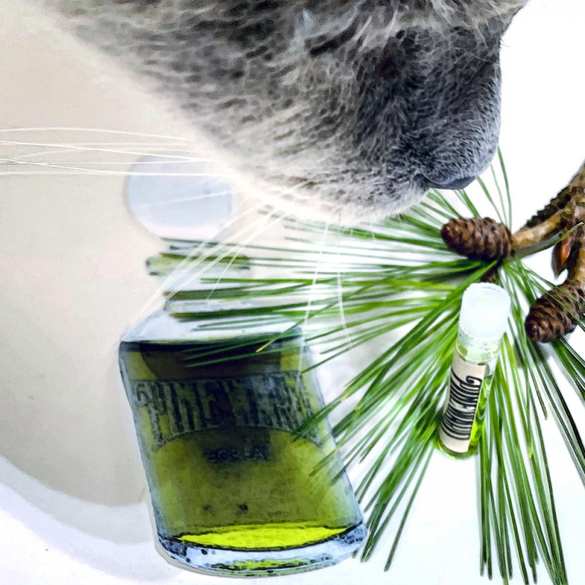 عطر ادکلن بوریل پاین‌وارد پرفیومز - Boreal Pineward Perfumes - بررسی، قیمت و خرید