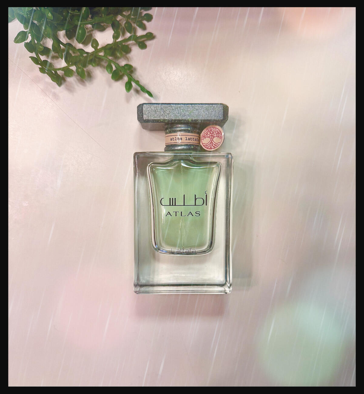 عطر ادکلن اطلس لطافه - Atlas Lattafa Perfumes - بررسی، قیمت و خرید