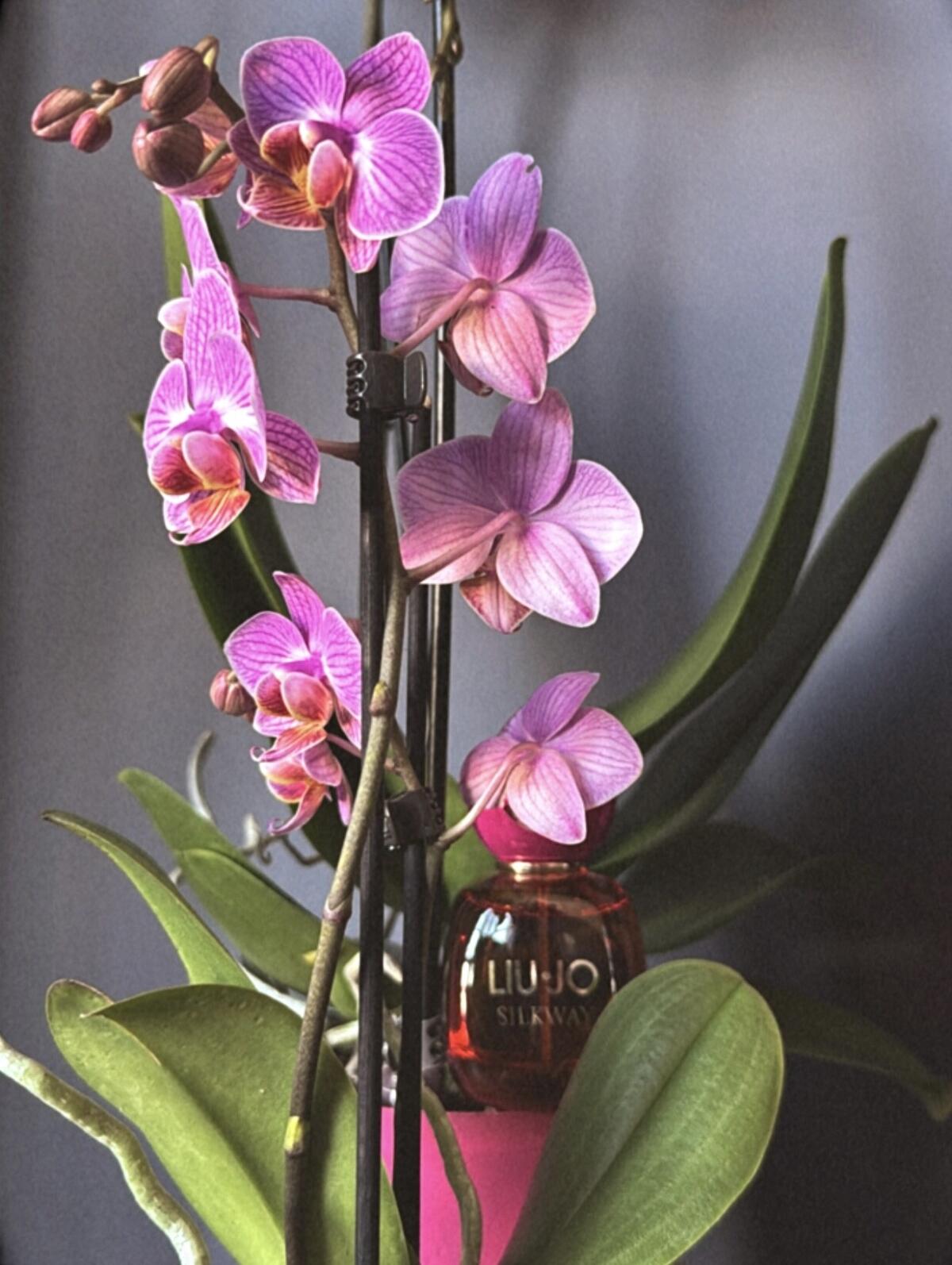 عطر ادکلن سیلک وی لیو جو - Silkway Liu Jo - بررسی، قیمت و خرید
