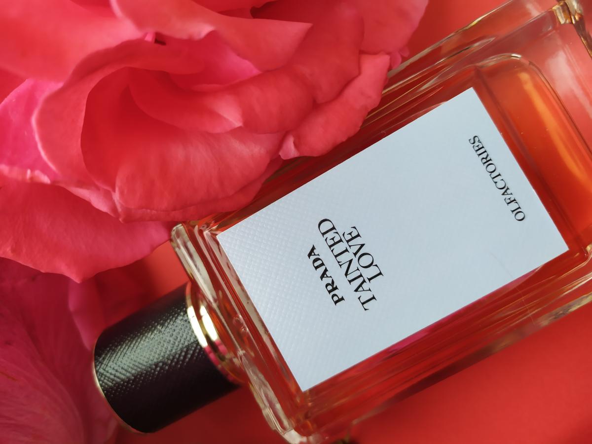 عطر ادکلن تینتد لاو پرادا - Tainted Love Prada - بررسی، قیمت و خرید