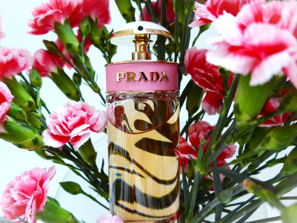 عطر ادکلن پرادا کندی فلورال پرادا - Prada Candy Florale Prada - بررسی، قیمت و خرید