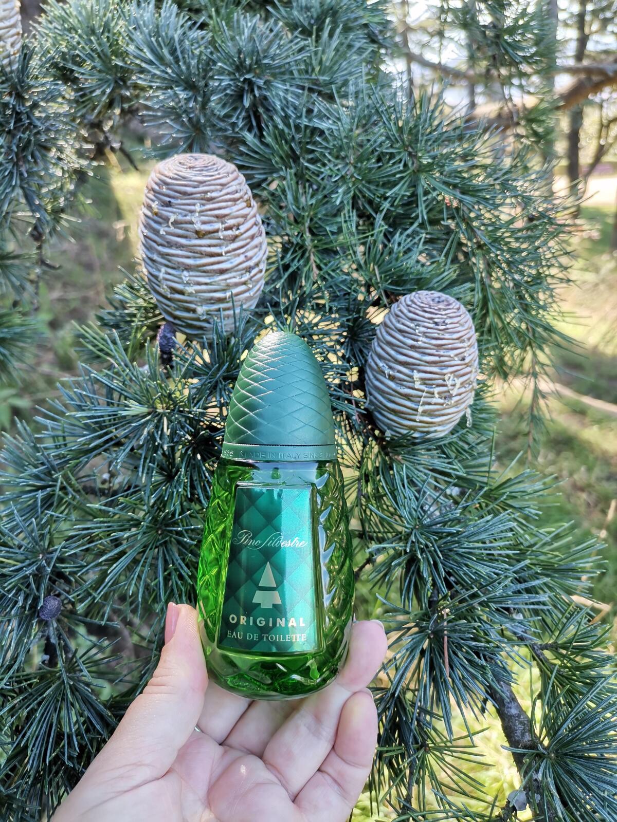 عطر ادکلن پینو سیلوستره اوریجینال پینو سیلوستره - Pino Silvestre Original Pino Silvestre - بررسی، قیمت و خرید