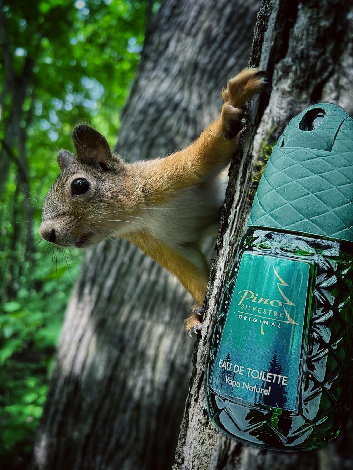 عطر ادکلن پینو سیلوستره اوریجینال پینو سیلوستره - Pino Silvestre Original Pino Silvestre - بررسی، قیمت و خرید