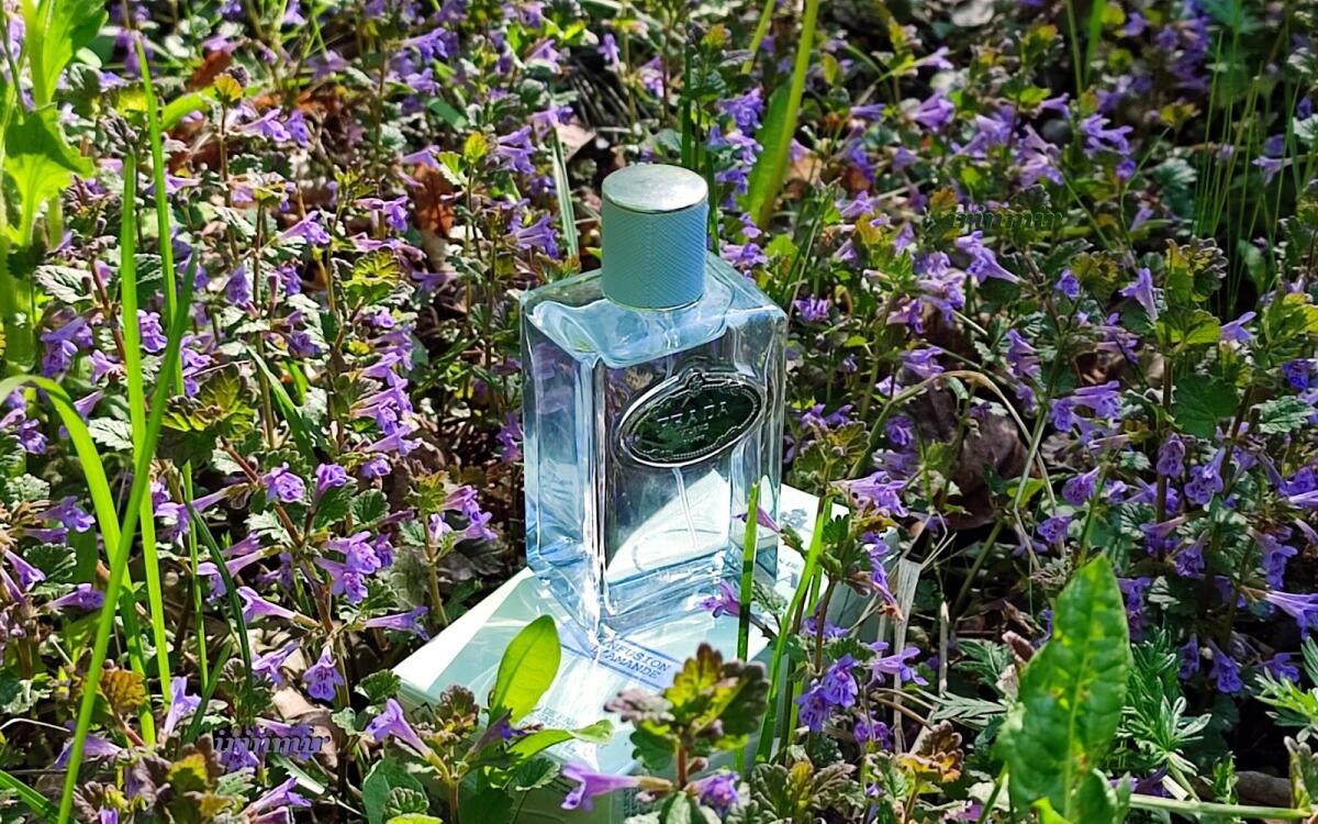 عطر ادکلن اینفیوژن دو آماند پرادا - Infusion d'Amande Prada - بررسی، قیمت و خرید