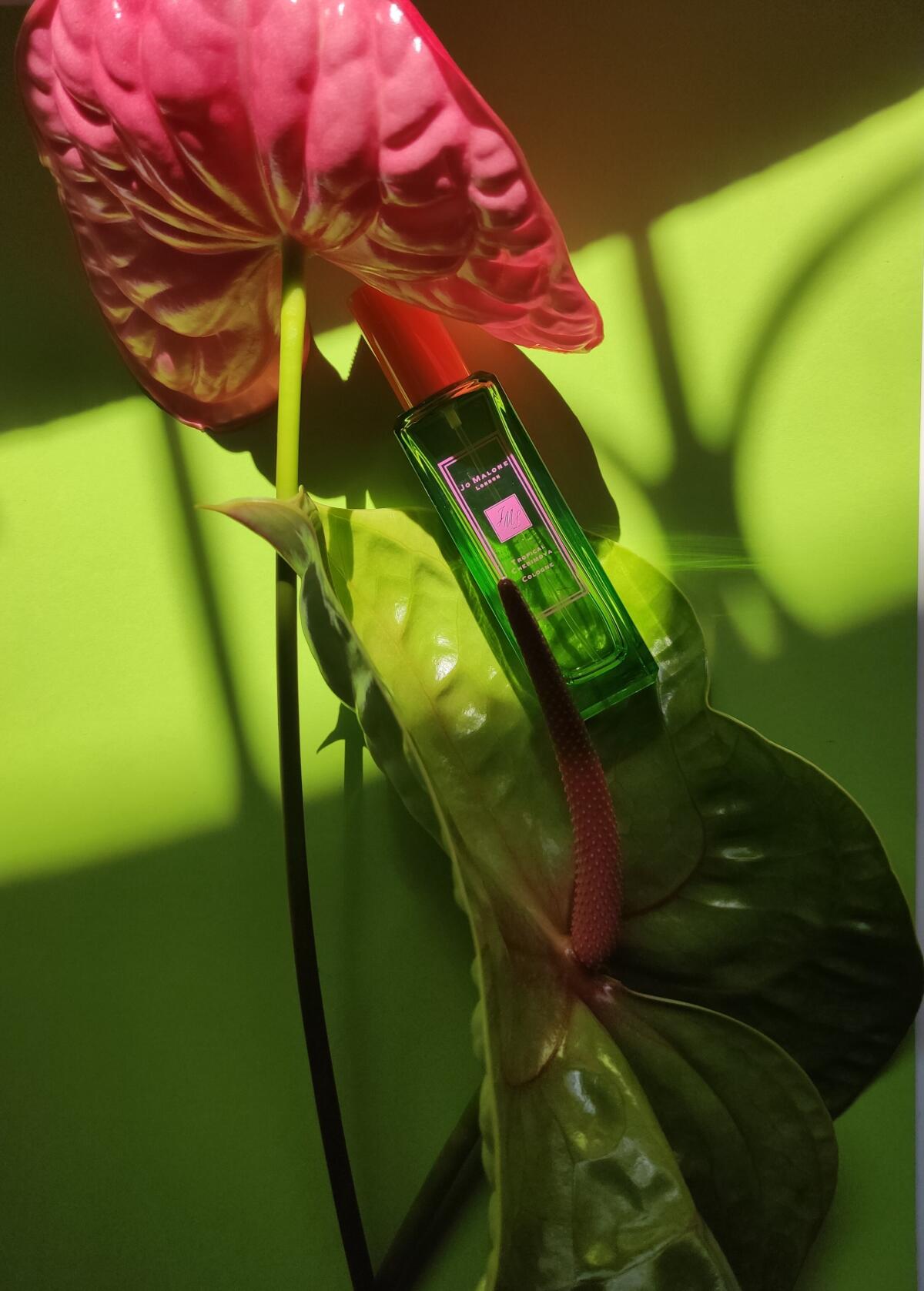 عطر ادکلن ترپیکال چریمویا کلن جو مالون لاندن - Tropical Cherimoya Cologne Jo Malone London - بررسی، قیمت و خرید