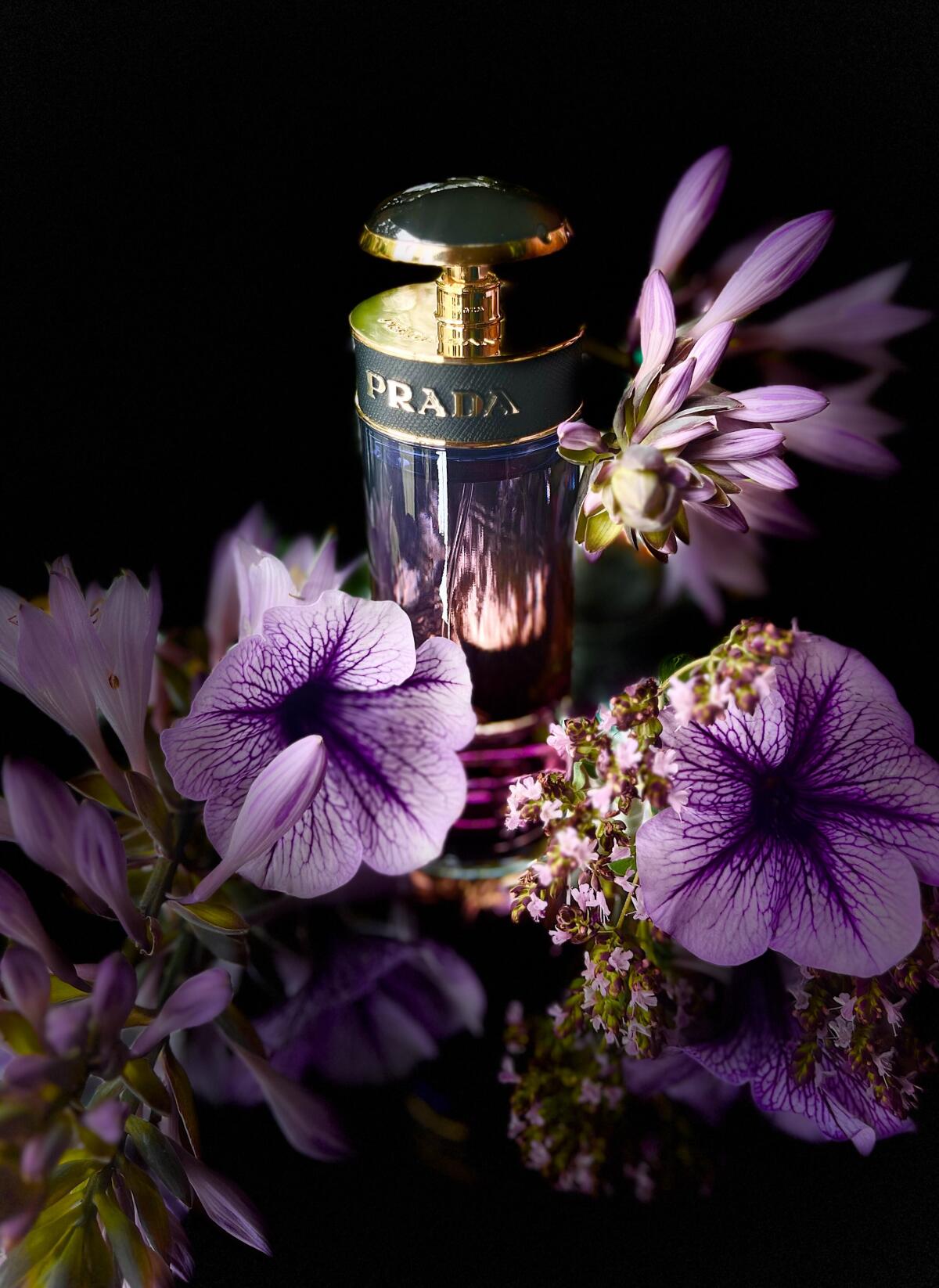 عطر ادکلن پرادا کندی نایت پرادا - Prada Candy Night Prada - بررسی، قیمت و خرید