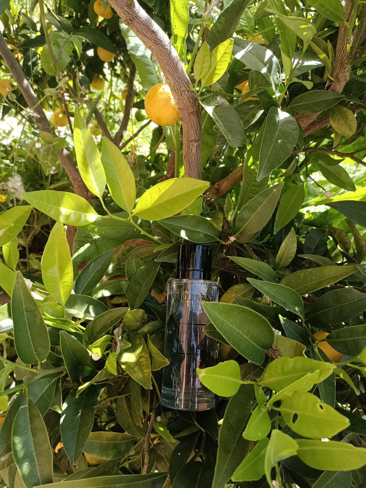 عطر ادکلن آکوا ایمپری لو کوونت مزون د پارفوم - Aqua Imperi Le Couvent Maison de Parfum - بررسی، قیمت و خرید