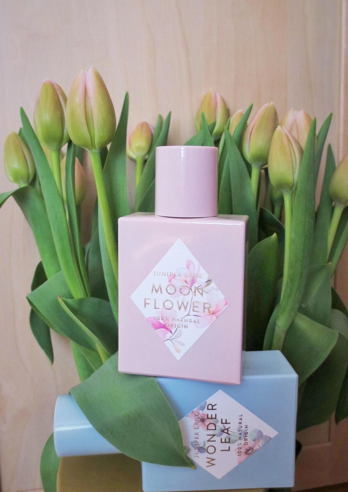 عطر ادکلن واندر لیف نیچر بلاسام - Wonder Leaf Nature Blossom - بررسی، قیمت و خرید