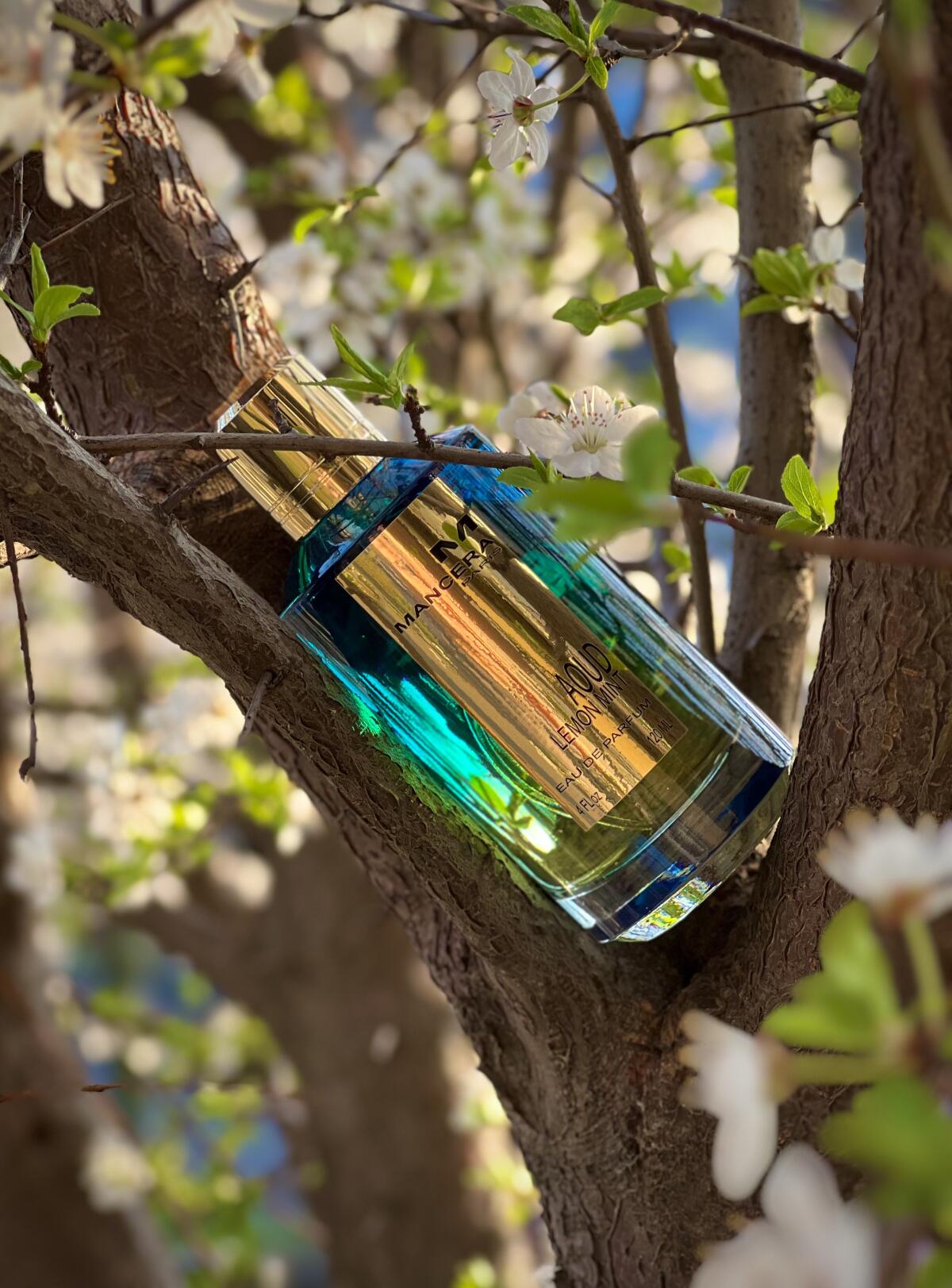 عطر ادکلن عود لیمون مینت منسرا - Aoud Lemon Mint Mancera - بررسی، قیمت و خرید