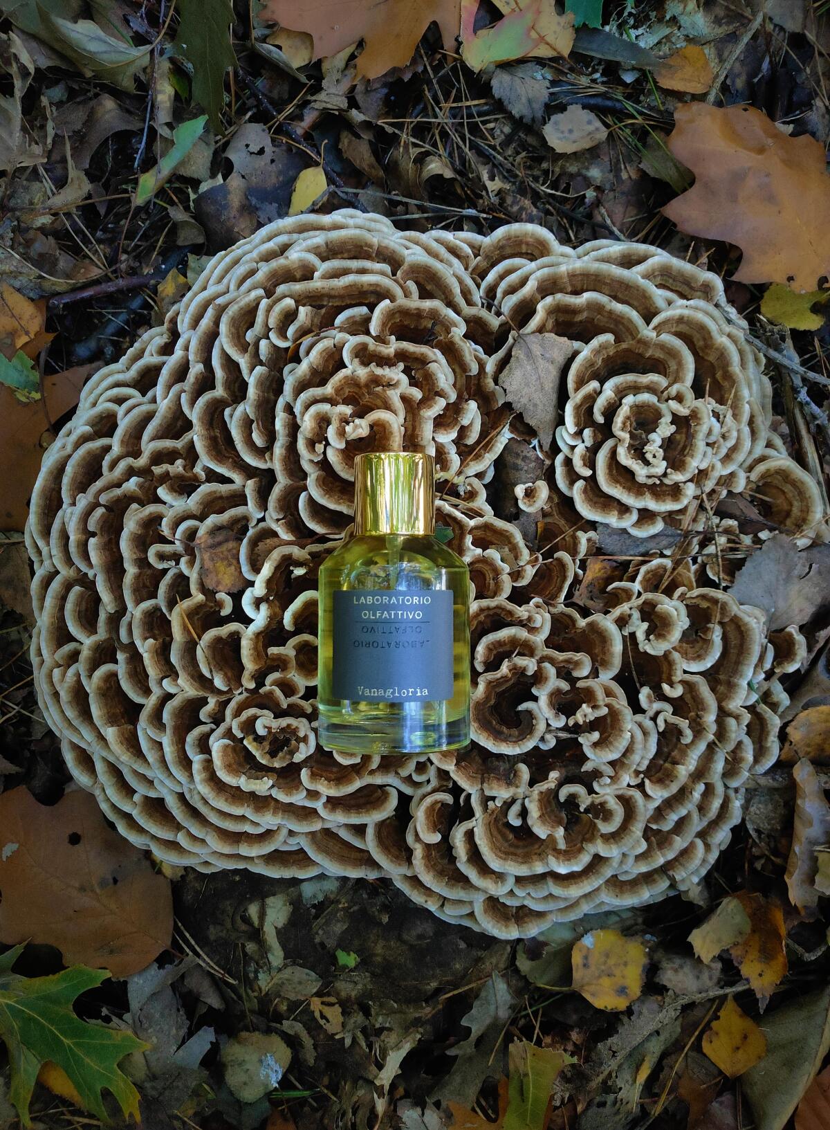 عطر ادکلن واناگلوریا لابراتوریو اولفاتیو - Vanagloria Laboratorio Olfattivo - بررسی، قیمت و خرید