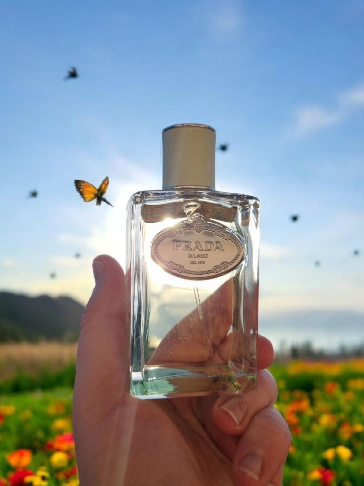 عطر ادکلن اینفیوژن دی آیریس پرادا - Infusion d'Iris (2015) Prada - بررسی، قیمت و خرید