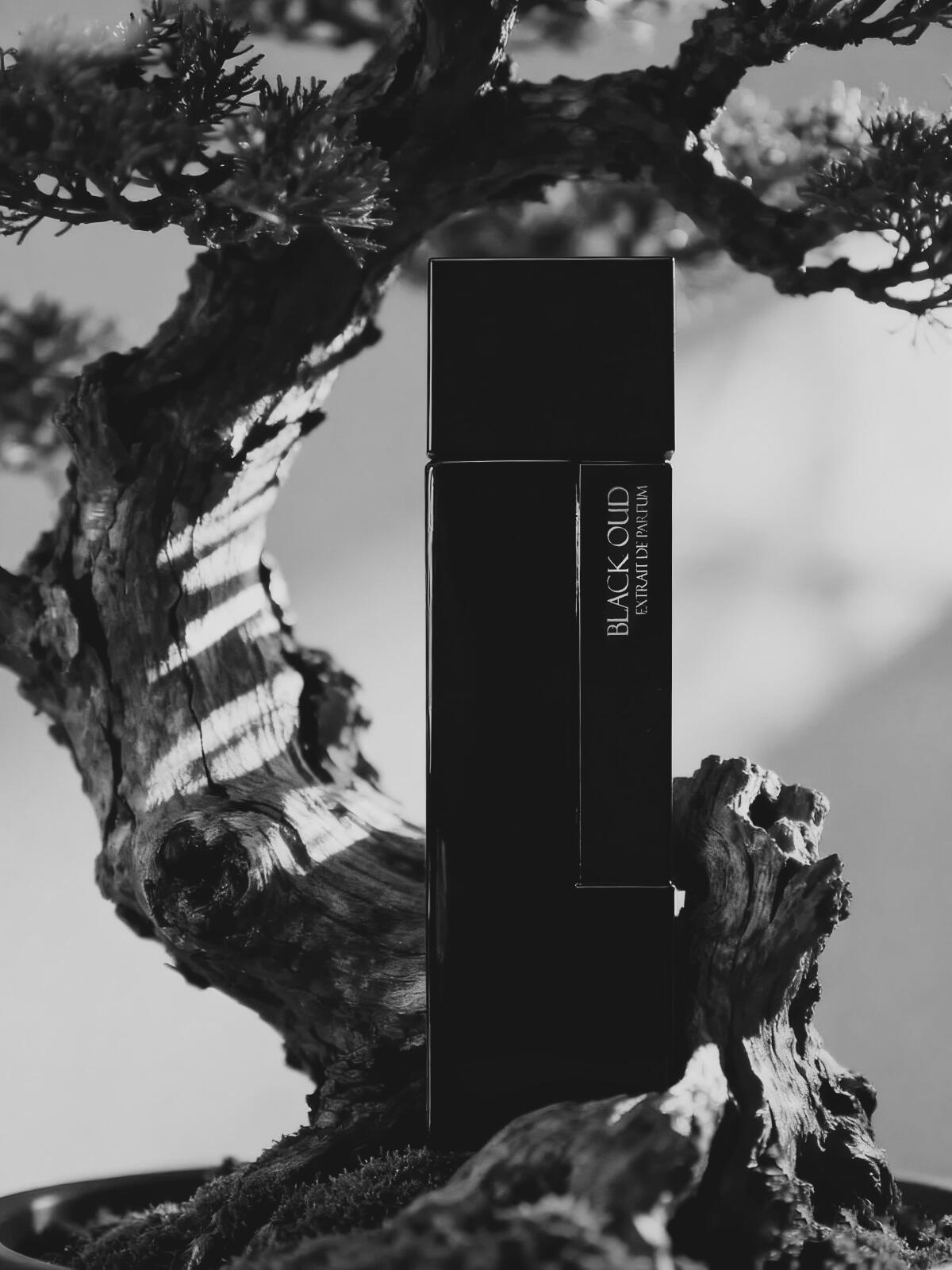 عطر ادکلن بلک عود لوران مازون پارفوم - Black Oud Laurent Mazzone Parfums - بررسی، قیمت و خرید