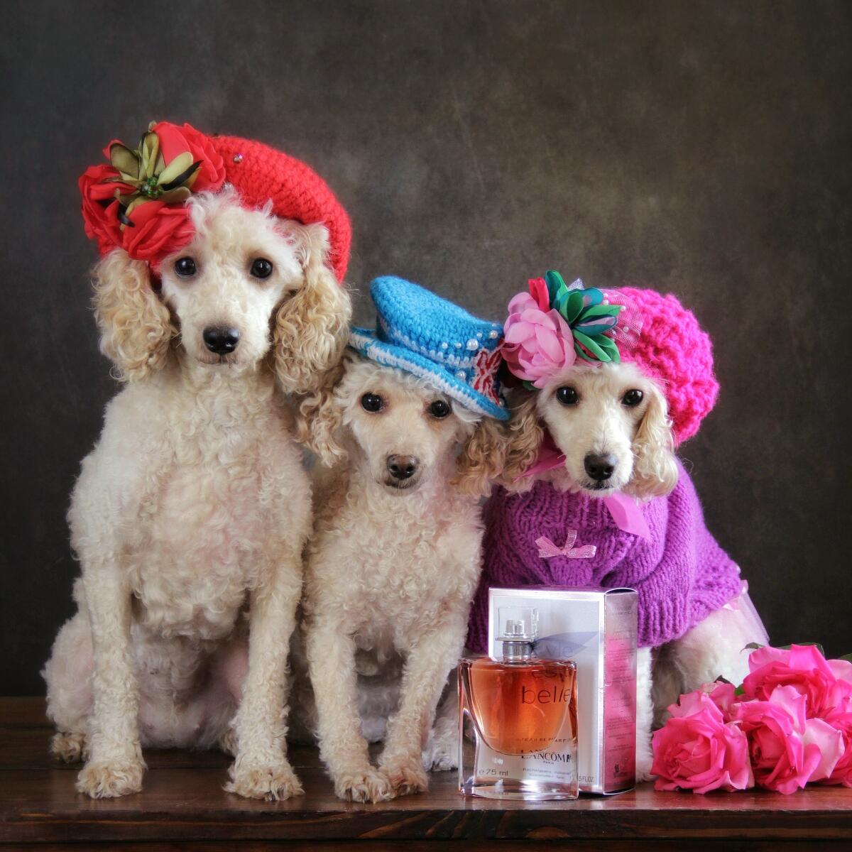 عطر ادکلن لا وی ای بل لنکوم - La Vie Est Belle Lancôme - بررسی، قیمت و خرید