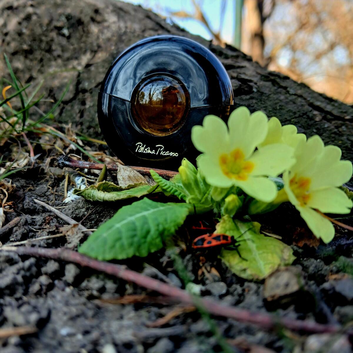 عطر ادکلن پالما پیکاسو پالما پیکاسو - Paloma Picasso Paloma Picasso - بررسی، قیمت و خرید