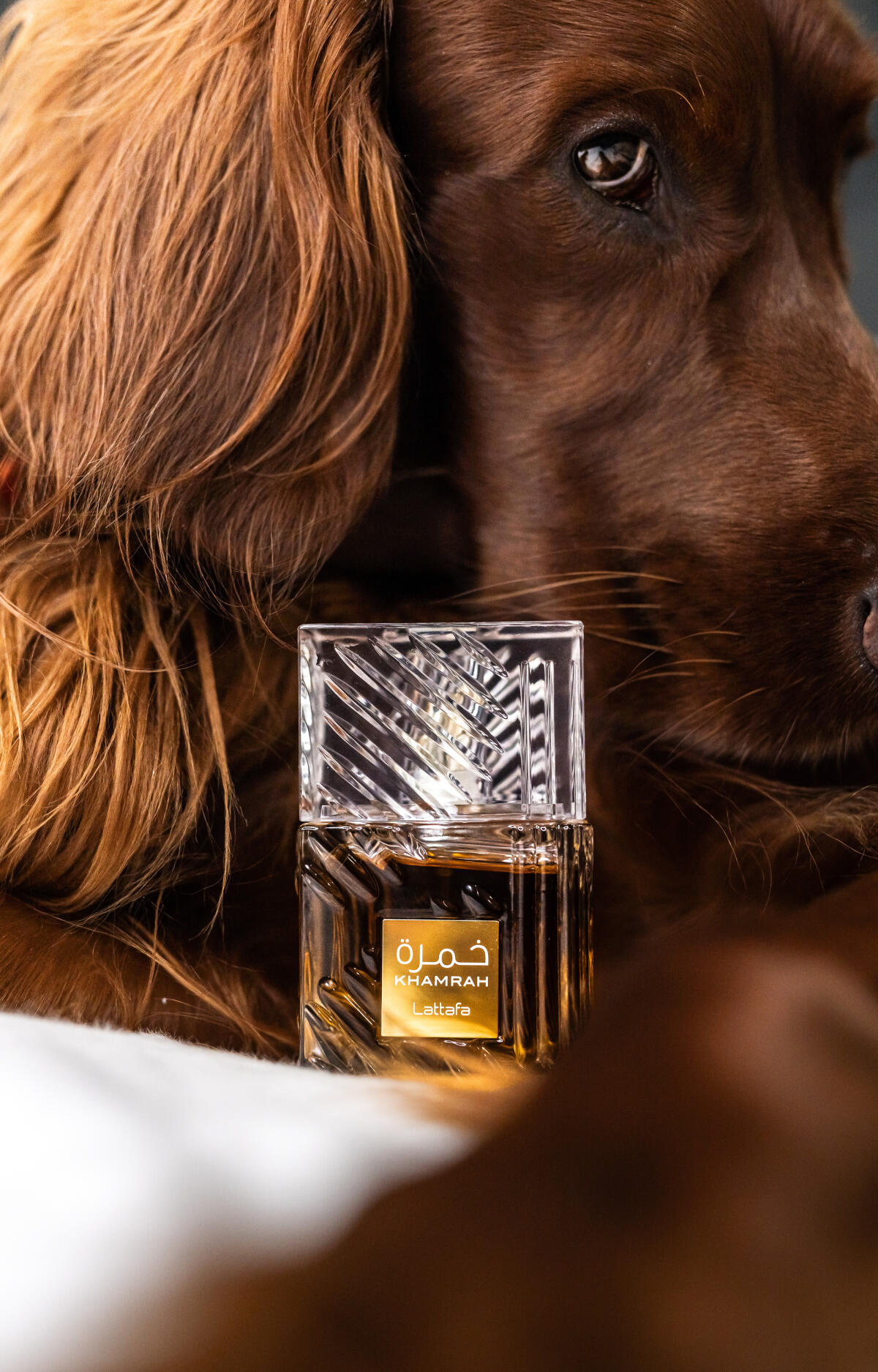 عطر ادکلن خمراه لتافا پرفیومز - Khamrah Lattafa Perfumes - بررسی، قیمت و خرید