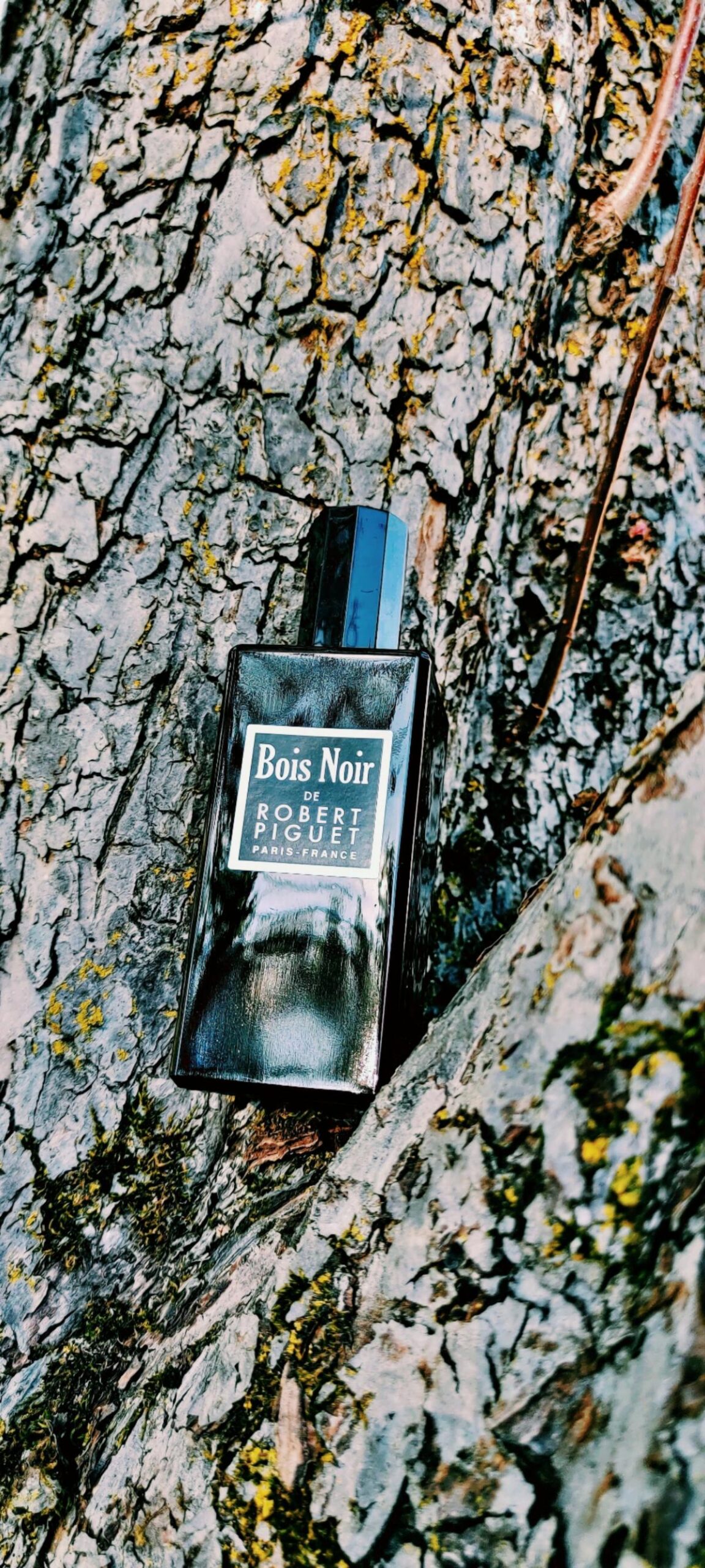 عطر ادکلن بوا نوآر رابرت پیگه - Bois Noir Robert Piguet - بررسی، قیمت و خرید