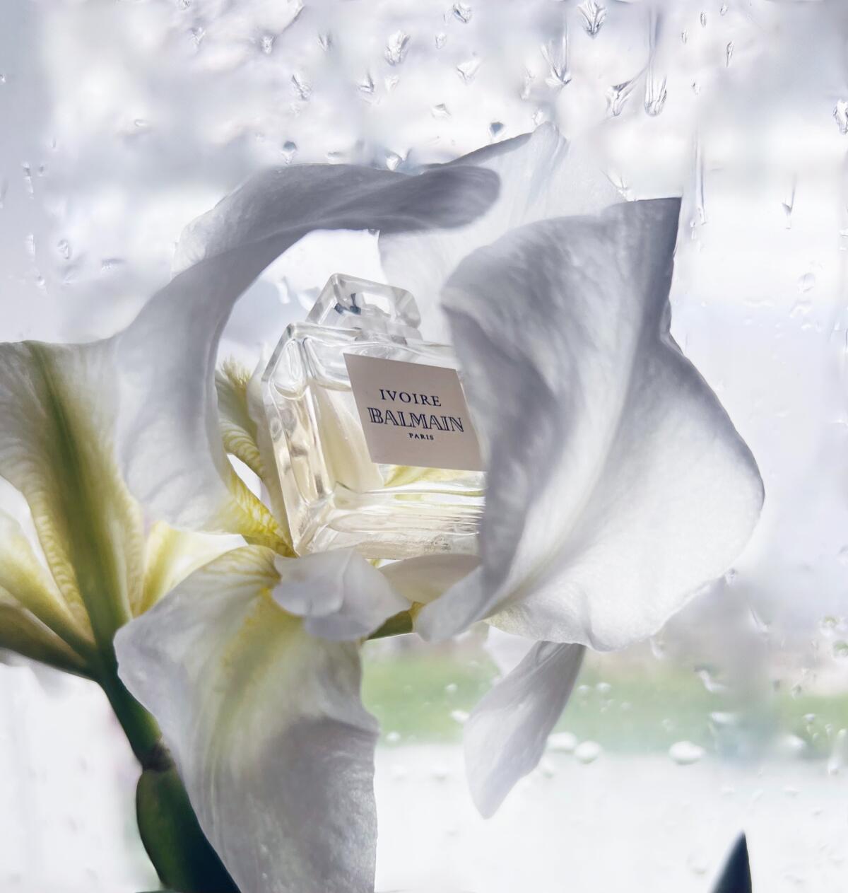 عطر ادکلن ایووآر پیر بالمن - Ivoire Pierre Balmain - بررسی، قیمت و خرید