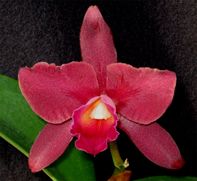 عطر ادکلن رد کاتلیا اولیمپیک ارکیدز آرتیزان پرفیومز - Red Cattleya Olympic Orchids Artisan Perfumes - بررسی، قیمت و خرید