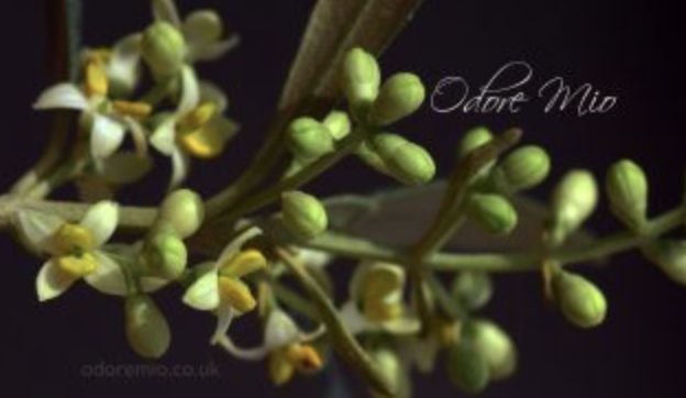 عطر ادکلن آلیو بلوسم اودوره میو - Olive Blossom Odore Mio - بررسی، قیمت و خرید