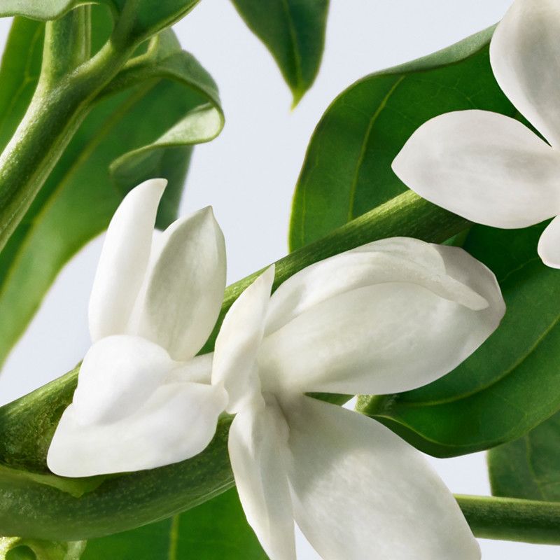 عطر ادکلن پیور گریس او دو پرفیوم فیلسافی - Pure Grace Eau de Parfum Philosophy - بررسی، قیمت و خرید
