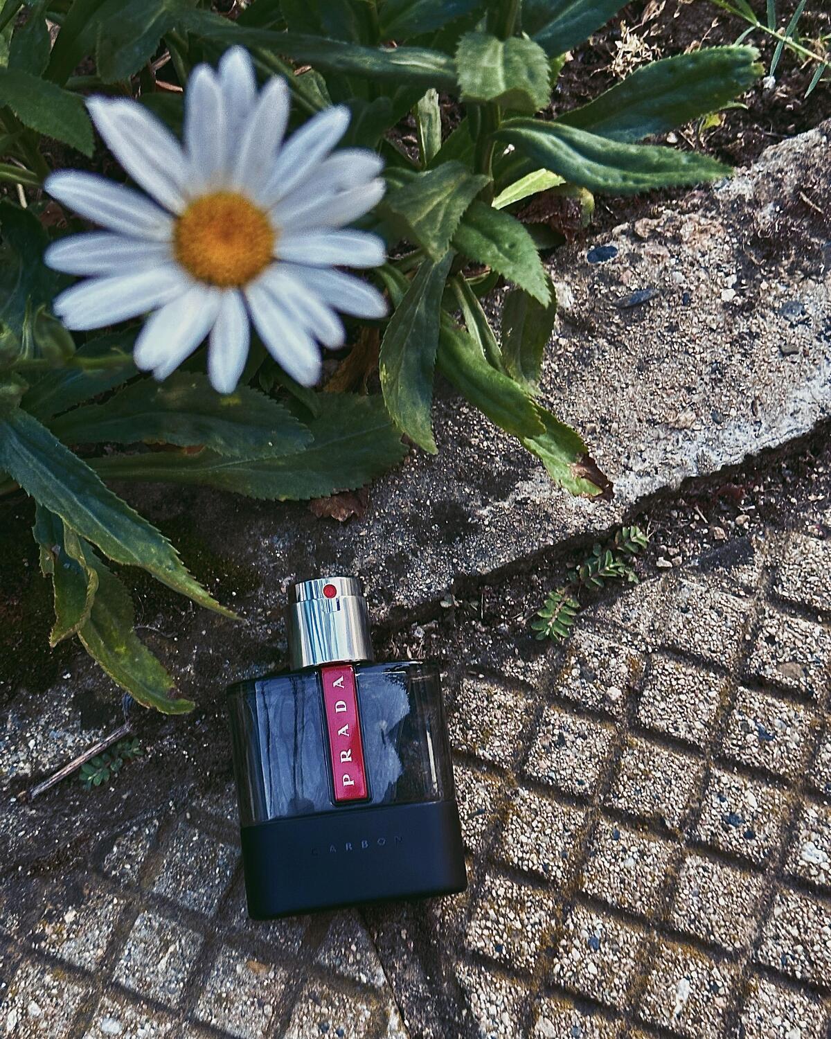 عطر ادکلن لونا روسا کربن پرادا - Luna Rossa Carbon Prada - بررسی، قیمت و خرید