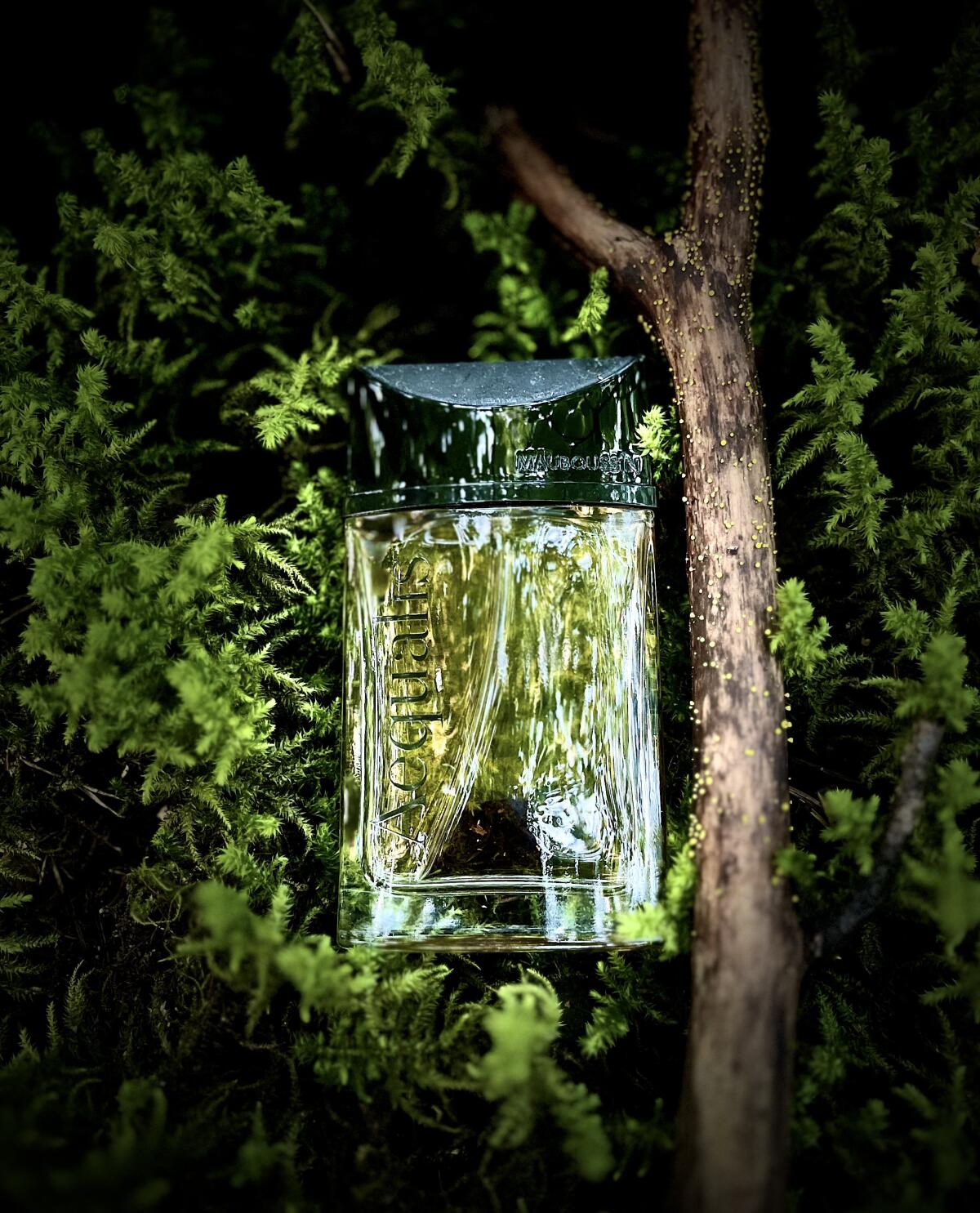 عطر ادکلن آکوالیس مابوسین - Aequalis Mauboussin - بررسی، قیمت و خرید