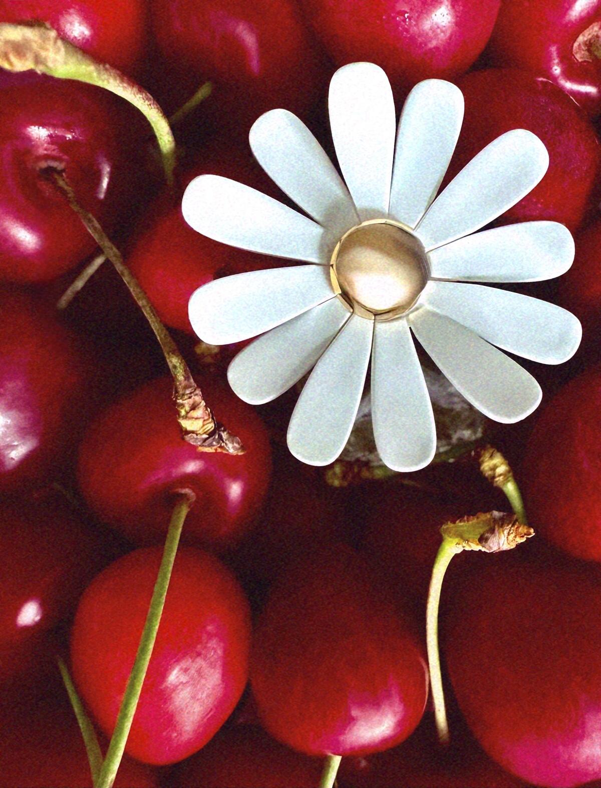 عطر ادکلن دیزی وایلد مارک جیکوبز - Daisy Wild Marc Jacobs - بررسی، قیمت و خرید