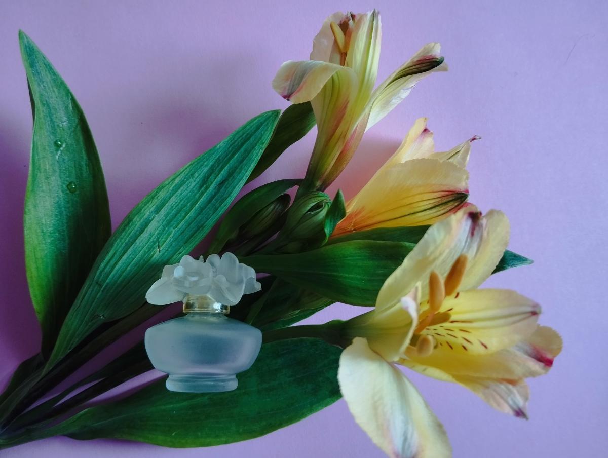 عطر ادکلن ورت پرینتمز پوپا - Vert Printemps Pupa - بررسی، قیمت و خرید